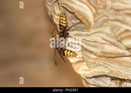 Hornets nest in the rafters of a building Stock Photo