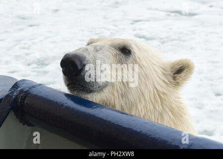 Polar Bear (Ursus maritimus) trying to climb an expedition ship, Svalbard Archipelago, Norway Stock Photo