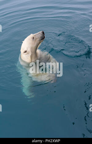 Curious Polar Bear (Ursus maritimus) swimming around an expedition ship and looking up, Svalbard Archipelago, Norway Stock Photo