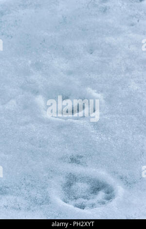 Polar Bear (Ursus maritimus) tracks on ice, Svalbard Archipelago, Norway Stock Photo