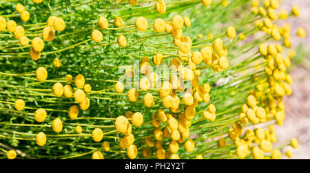 Santolina chamaecyparissus, traditional wild medicinal plant with yellow flowers