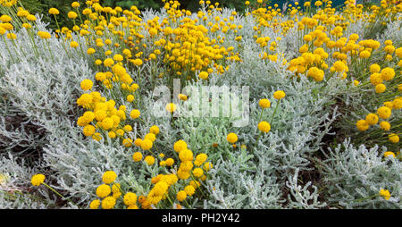 Santolina chamaecyparissus, traditional wild medicinal plant with yellow flowers