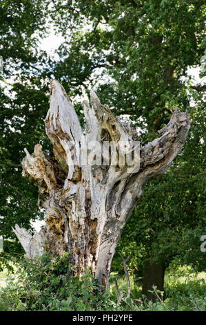 A lone damaged and decaying tree trunk in a forest park in Essex, England Stock Photo