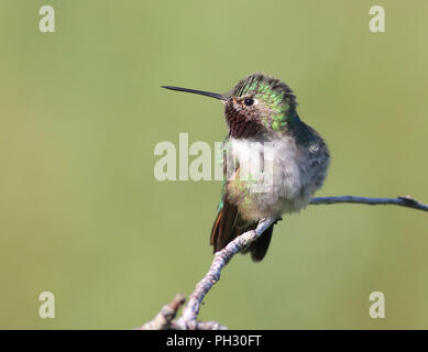 Broad-tailed Hummingbird June 11th, 2018 Winter Park, Colorado Stock Photo