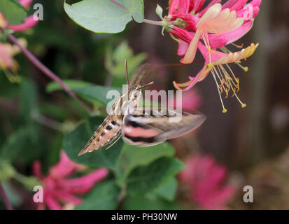 White-lined Sphinx Moth August 19ht, 2018 Brandon, South Dakota Stock Photo