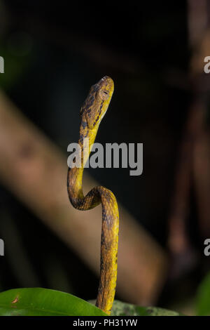 Beddome's Cat Snake, looking for prey at night Stock Photo