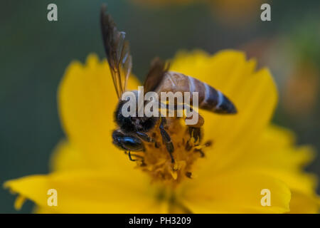 Honey bee pollinating a yellow cosmos flower