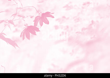 Coloured Flowers of Dahlia imperialis Stock Photo