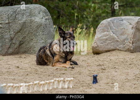 Majjestic looking German Shepard dog, laying down outdoors. Stock Photo