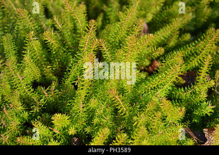 Erica vagans Yellow John Stock Photo