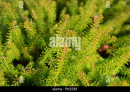 Erica vagans Yellow John Stock Photo