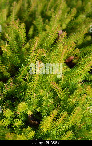 Erica vagans Yellow John Stock Photo