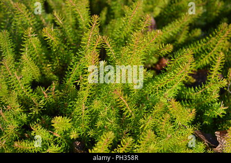 Erica vagans Yellow John Stock Photo