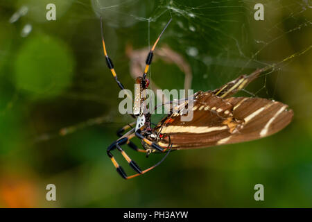 Golden silk orb-weaver spider (Nephila clavipes) eating zebra longwing butterfly (Heliconius charitonia) - Davie, Florida, USA Stock Photo