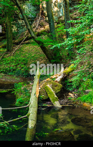 Broken logs in the Kamnitz Gorge in Saxon-Bohemian Switzerland, Czech Republic Stock Photo