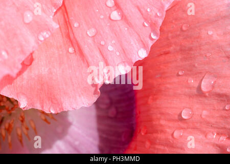 Pink Poppy After Rain Macro Close Up Stock Photo