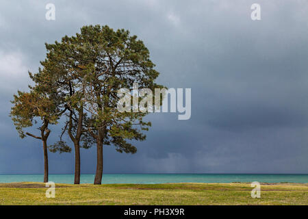 Trees against stormy dark sky along the Black Sea, Batumi, in Georgia. Stock Photo