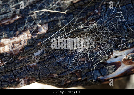 Spiders web lit by the sun against burnt wood Stock Photo