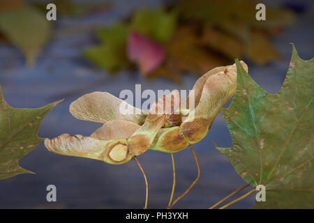 Close up of autumn maple leaves and seeds pods in the foreground, soft focus color background Stock Photo