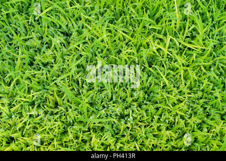 top view seedlings background, demonstrated young rice sprout, a collection of seedlings, Seedlings of rice ready for planting in rice field. Stock Photo
