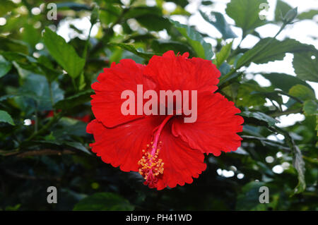 Red joba flower