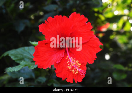Red joba flower