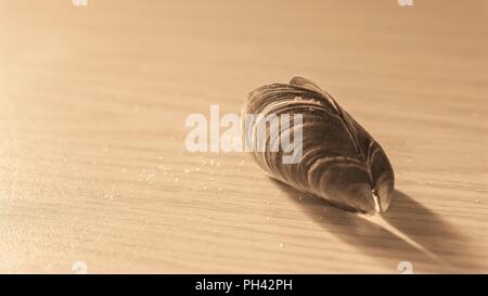 one big seashell lie on the table Stock Photo