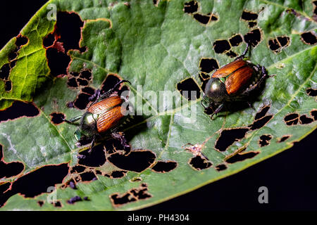 Japanese beetles (Popillia japonica) - Blue Ridge Parkway, near Asheville, North Carolina, USA Stock Photo