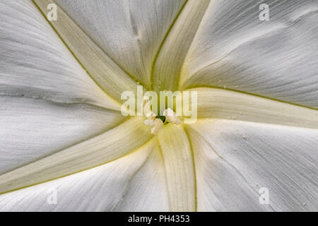 Abstract close-up of Moon Vine flower also known as moonflower (Ipomoea alba) - North Carolina Arboretum, Asheville, North Carolina, USA Stock Photo