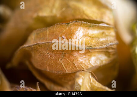 Close-up of Physalis, or Cape Gooseberry, fruit on a table mat Stock Photo