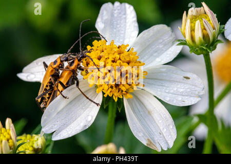Goldenrod soldier beetles or Pennsylvania leatherwing beetles mating (Chauliognathus pensylvanicus) - North Carolina Arboretum, Asheville, North Carol Stock Photo
