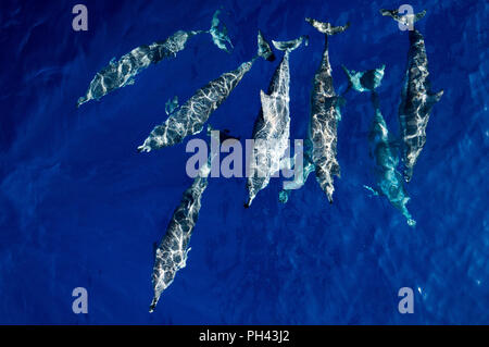 Dolphins swimming in the dark blue sea Stock Photo