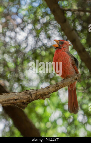 A male desert cardinal perched on a tree branch, singing Stock Photo