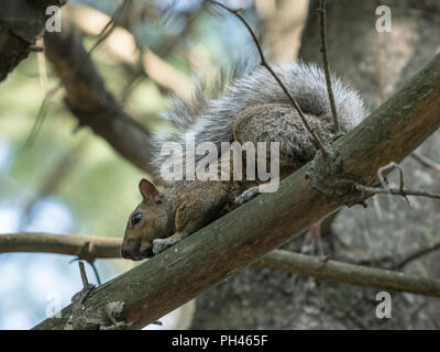 Squirrel on a branch in a tree Stock Photo