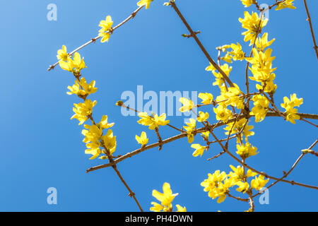 Leafless thin branches in a tree covered with beautiful yellow flowers in bloom  with the clear blue sky as background Stock Photo