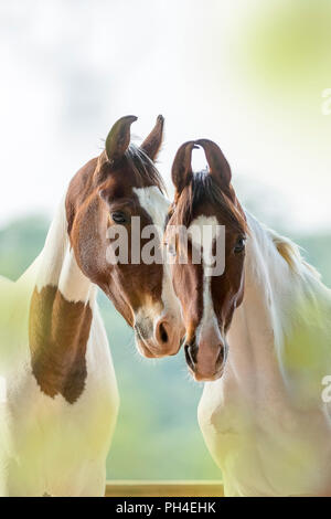 Marwari Horse. Portrait of two Pinto mares. India Stock Photo