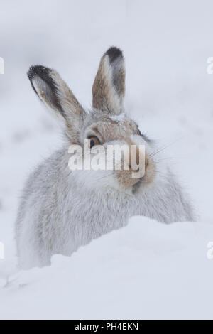 Mountain Hare (Lepus timidus). Adult in white winter coat (pelage) in snow. Cairngorms National Park, Scotland Stock Photo