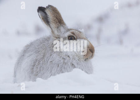Mountain Hare (Lepus timidus). Adult in white winter coat (pelage) in snow. Cairngorms National Park, Scotland Stock Photo