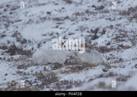 Mountain Hare (Lepus timidus). Couple in white winter coat (pelage) in snow. Cairngorms National Park, Scotland Stock Photo
