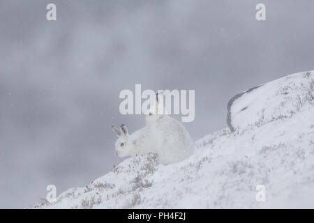 Mountain Hare (Lepus timidus). Couple in white winter coat (pelage) in snow. Cairngorms National Park, Scotland Stock Photo