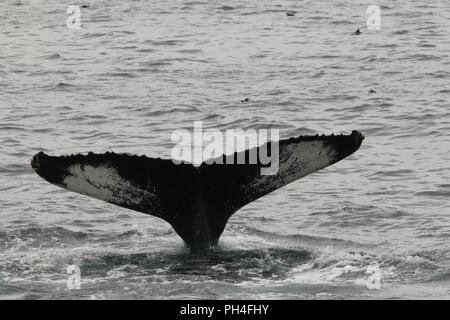whale tale Stock Photo
