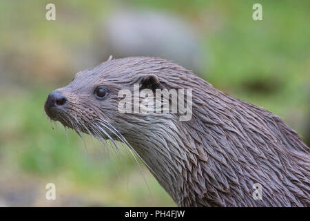Eurasian Otter (Lutra lutra). Portrait of adult. Germany Stock Photo