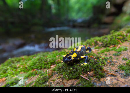 Fire Salamander (Salamandra salamandra) on moss near a stream. Harz National Park, Saxony-Anhalt, Germany Stock Photo