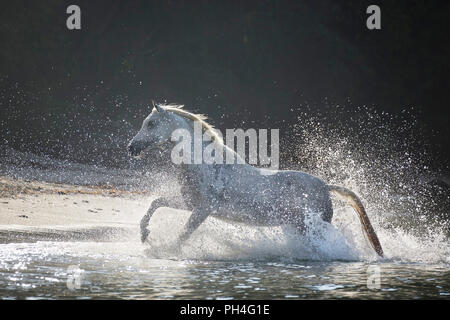 Arabian horse. Gray mare galloping out of the sea onto a tropical beach. Seychelles Stock Photo