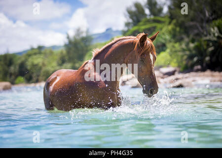 Arabian horse. Chestnut gelding standing in the sea, playing with the water. Seychelles Stock Photo