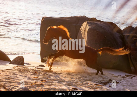 Arabian horse. Chestnut gelding galloping on a beach at sunset. Seychelles Stock Photo