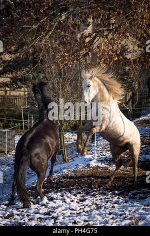 Pure Spanish Horse, Andalusian and Murgese. Gray and black horse playing on a pasture in winter. Germany Stock Photo