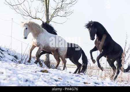 Pure Spanish Horse, Andalusian. Three horses playing on a pasture in winter. Germany Stock Photo