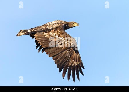 White-Tailed Eagle (Haliaeetus albicilla), immature in flight. Germany Stock Photo