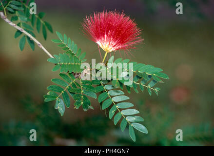 CALLIANDRA INAEQUILATERA (FAIRY DUSTER OR TASSLE-FLOWER). Calliandra is a genus of flowering plants in the pea family Stock Photo